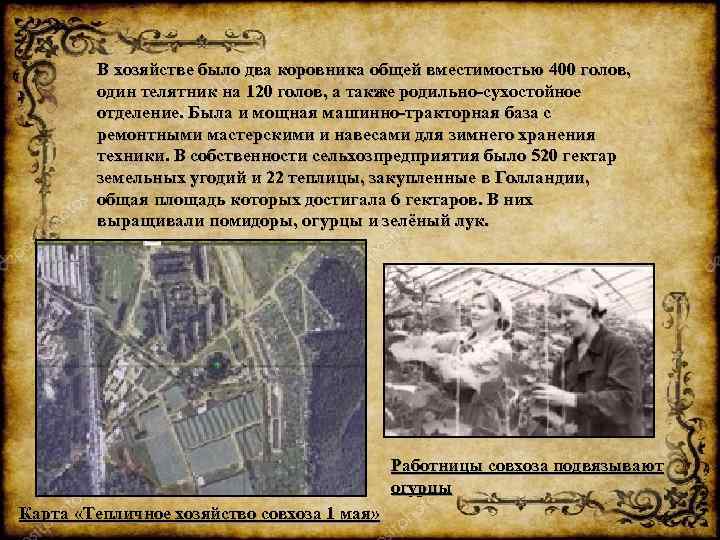В хозяйстве было два коровника общей вместимостью 400 голов, один телятник на 120 голов,