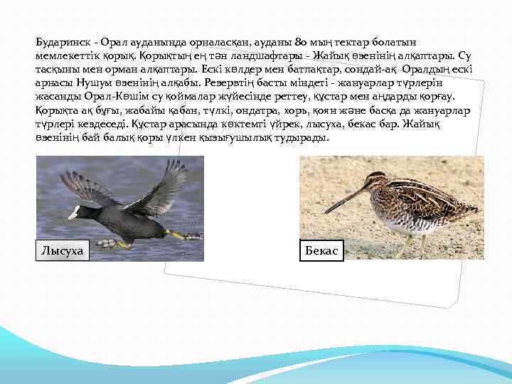 Бударинск - Орал ауданында орналасқан, ауданы 80 мың гектар болатын мемлекеттік қорық. Қорықтың ең