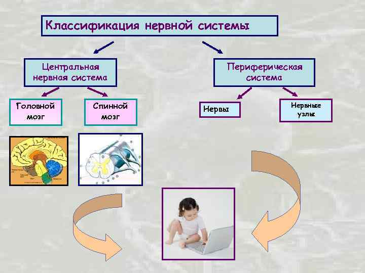 Классификация нервной системы Центральная нервная система Головной мозг Спинной мозг Периферическая система Нервы Нервные
