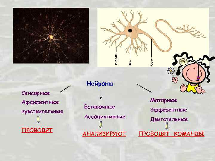 Нейроны Сенсорные Афферентные чувствительные ПРОВОДЯТ Вставочные Ассоциативные АНАЛИЗИРУЮТ Моторные Эфферентные Двигательные ПРОВОДЯТ КОМАНДЫ 