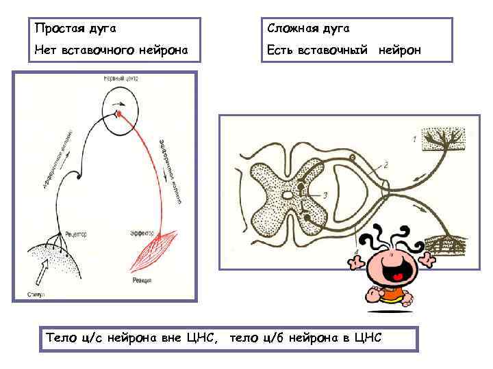 Простая дуга Сложная дуга Нет вставочного нейрона Есть вставочный нейрон Тело ц/с нейрона вне