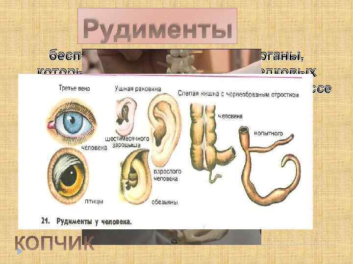 Рудименты бесполезные, недоразвитые органы, которые функционировали у предковых форм, утратившие свое значение в процессе