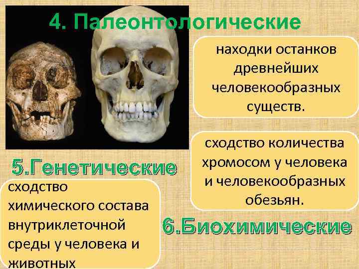 4. Палеонтологические находки останков древнейших человекообразных существ. 5. Генетические сходство химического состава внутриклеточной среды