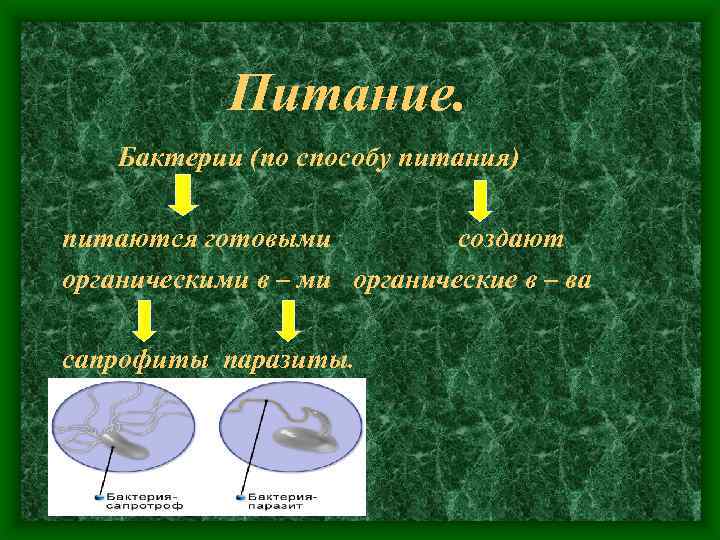Питание. Бактерии (по способу питания) питаются готовыми создают органическими в – ми органические в