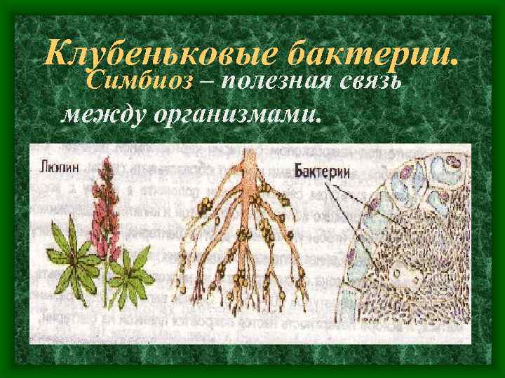 Клубеньковые бактерии. Симбиоз – полезная связь между организмами. 