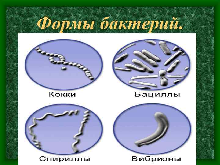 Формы бактерий. кокки бациллы вибрионы спириллы 