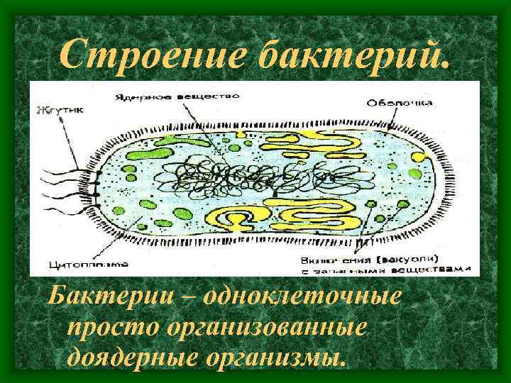 Строение бактерий. . . 2006 -05 -24Scan 10095. JPG Бактерии – одноклеточные просто организованные