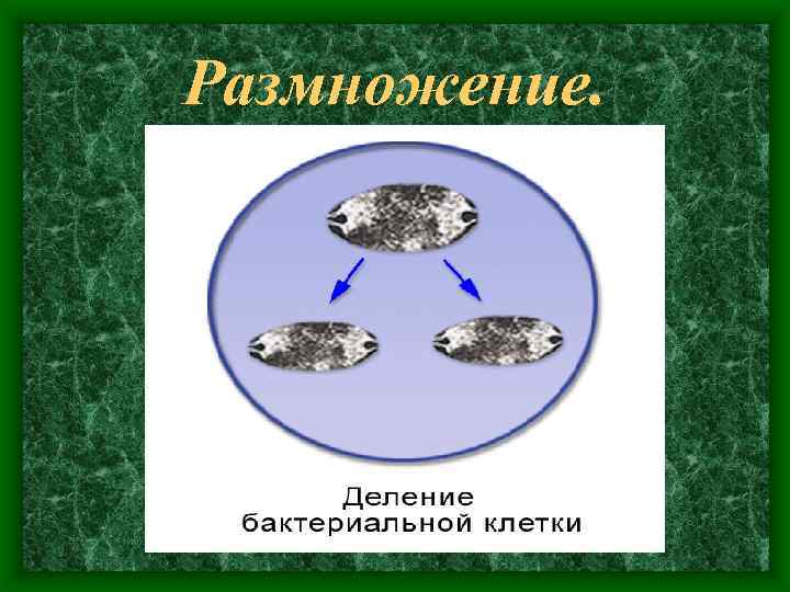 Размножение. 