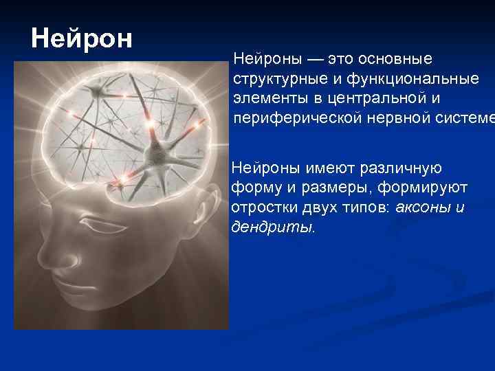Нейроны — это основные структурные и функциональные элементы в центральной и периферической нервной системе