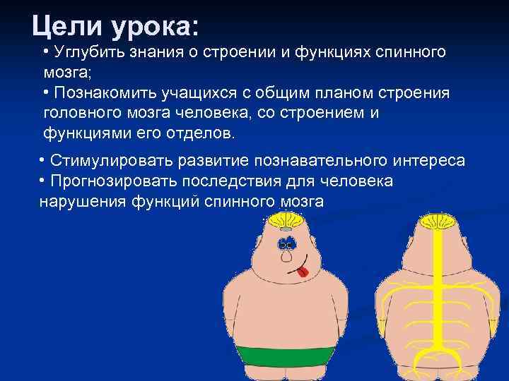Цели урока: • Углубить знания о строении и функциях спинного мозга; • Познакомить учащихся