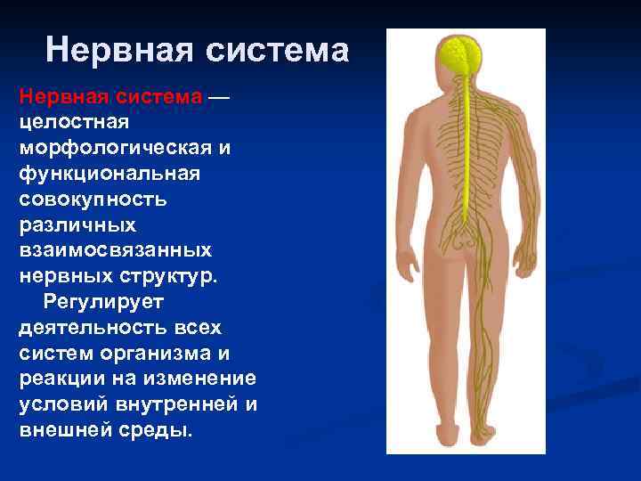 Нервная система — целостная морфологическая и функциональная совокупность различных взаимосвязанных нервных структур. Регулирует деятельность