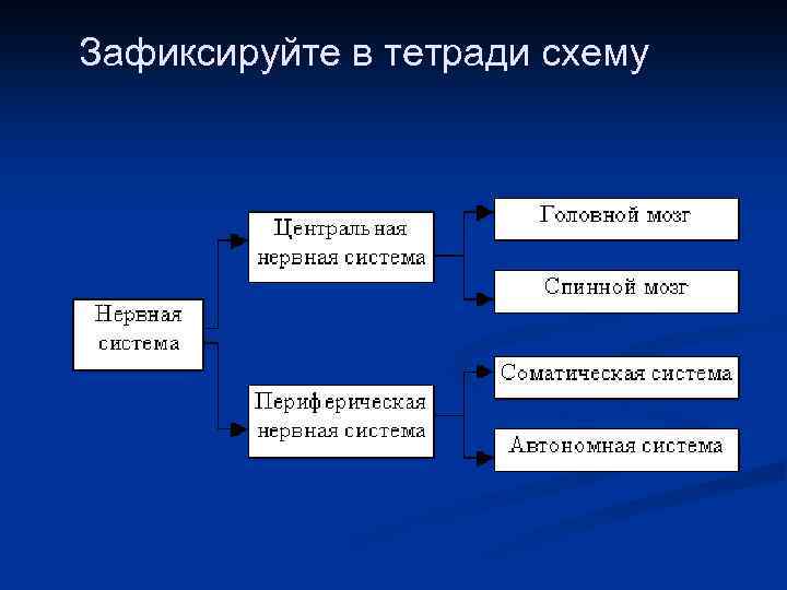 Зафиксируйте в тетради схему 