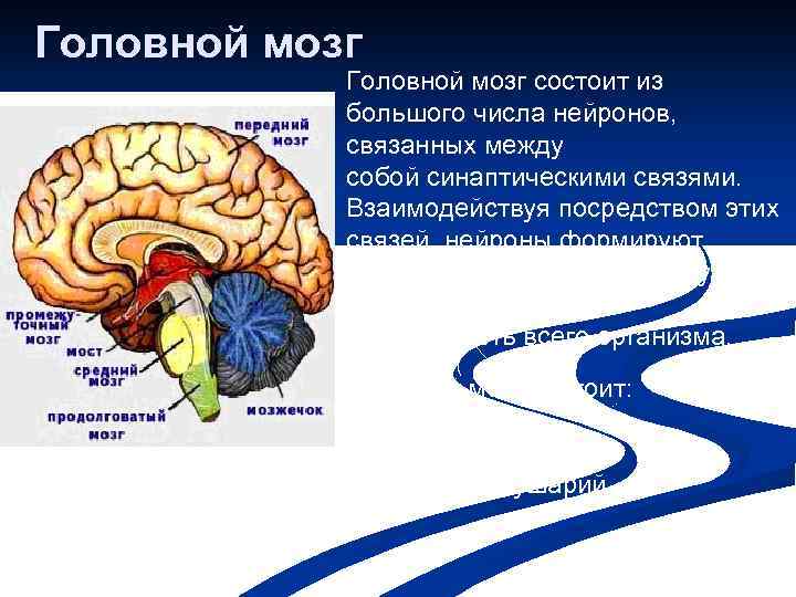 Головной мозг состоит из большого числа нейронов, связанных между собой синаптическими связями. Взаимодействуя посредством
