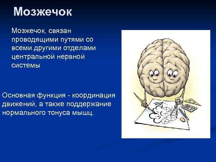 Мозжечок, связан проводящими путями со всеми другими отделами центральной нервной системы Основная функция -