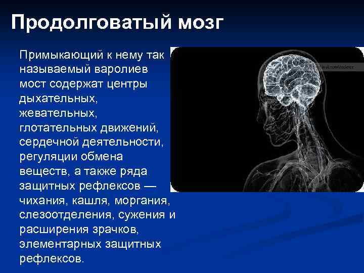 Продолговатый мозг Примыкающий к нему так называемый варолиев мост содержат центры дыхательных, жевательных, глотательных