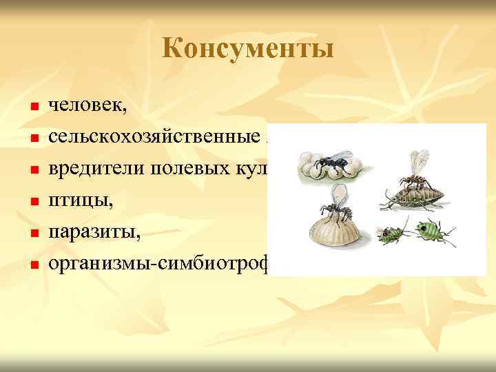 Консументы n n n человек, сельскохозяйственные животные, вредители полевых культур, птицы, паразиты, организмы-симбиотрофы. 