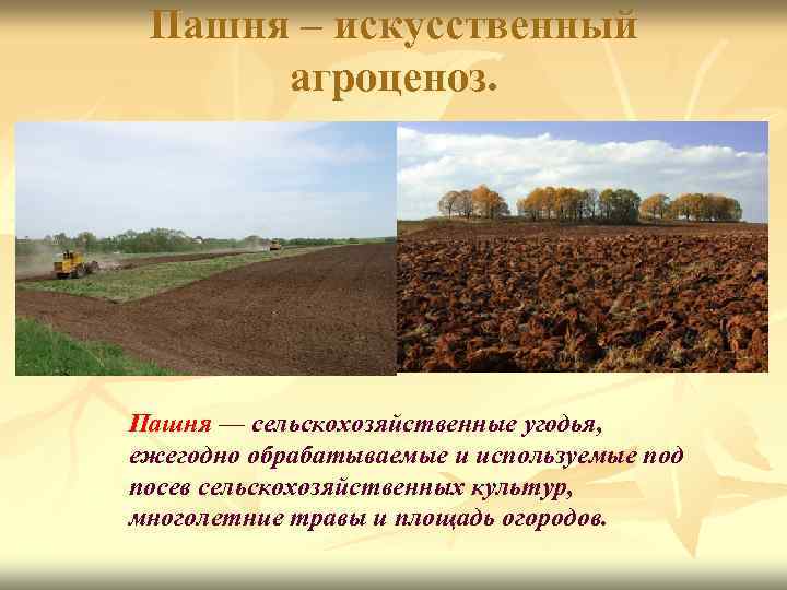 Пашня – искусственный агроценоз. Пашня — сельскохозяйственные угодья, ежегодно обрабатываемые и используемые под посев