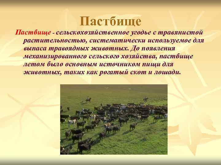 Пастбище - сельскохозяйственное угодье с травянистой растительностью, систематически используемое для выпаса травоядных животных. До