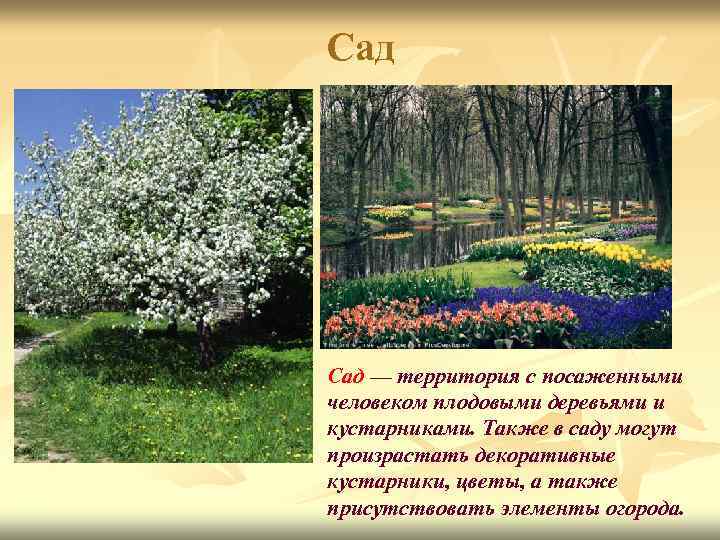 Сад — территория с посаженными человеком плодовыми деревьями и кустарниками. Также в саду могут