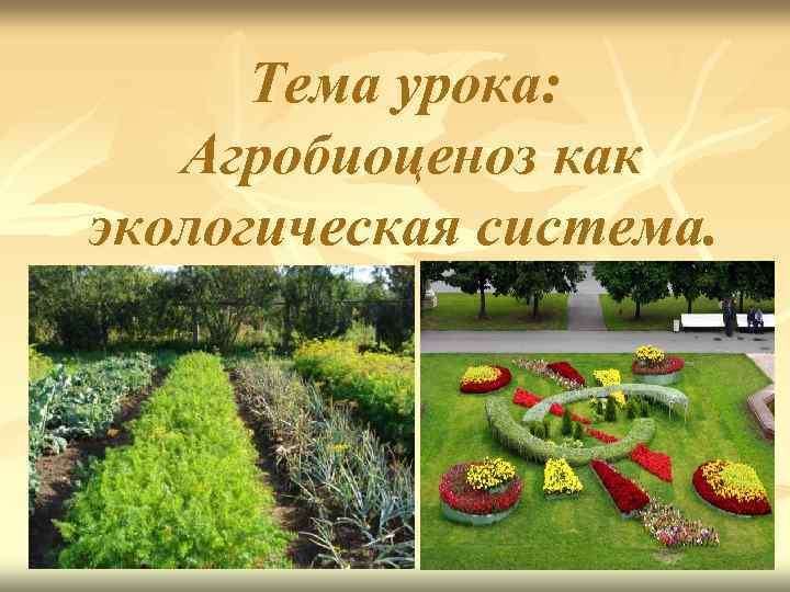 Тема урока: Агробиоценоз как экологическая система. 