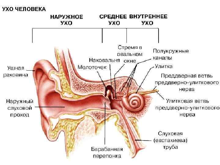 УХО ЧЕЛОВЕКА 