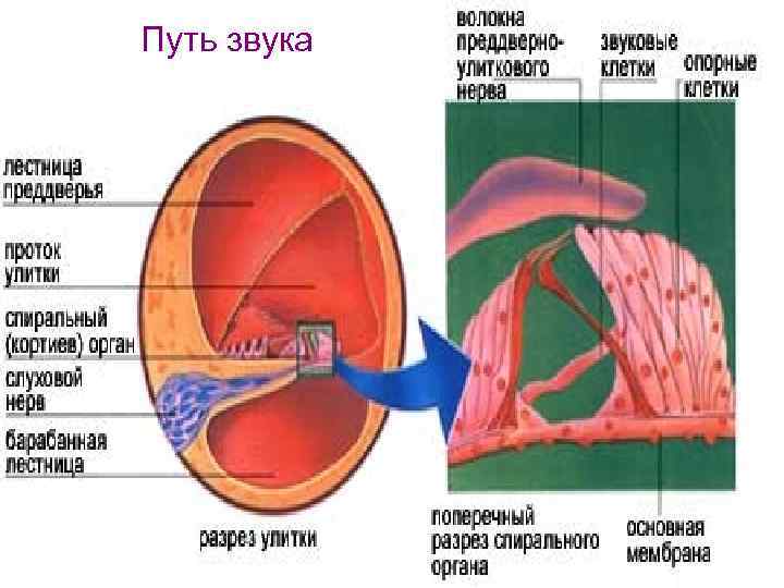 Путь звука 