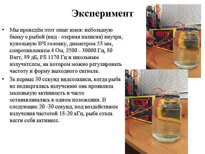 Эксперимент • Мы проведём этот опыт имея: небольшую банку с рыбой (вид озерная палисия)