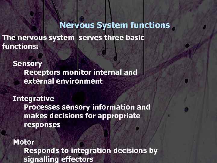 Nervous System functions The nervous system serves three basic functions: Sensory Receptors monitor internal