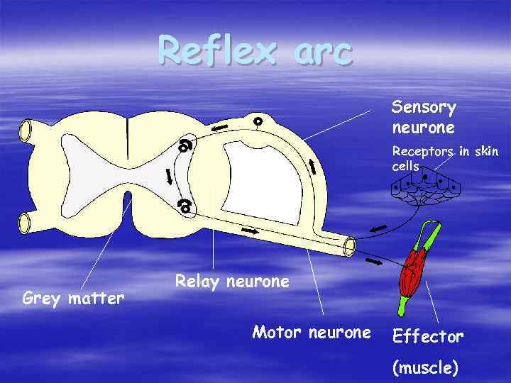 Reflex arc Sensory neurone Receptors in skin cells Grey matter Relay neurone Motor neurone