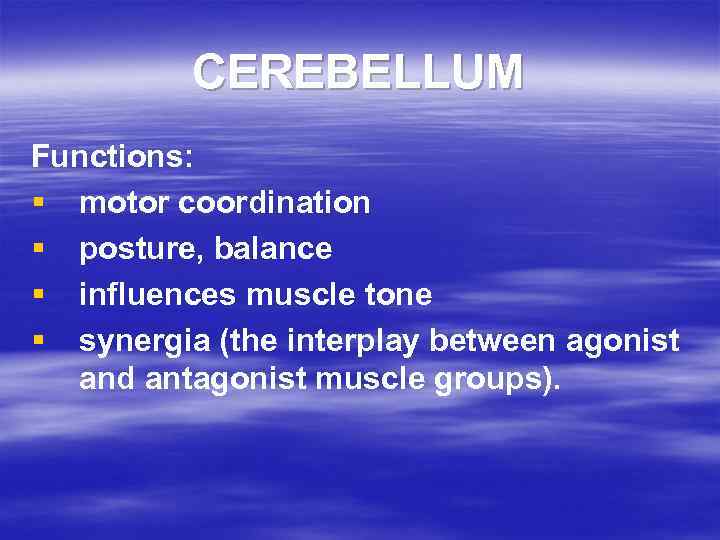 CEREBELLUM Functions: § motor coordination § posture, balance § influences muscle tone § synergia