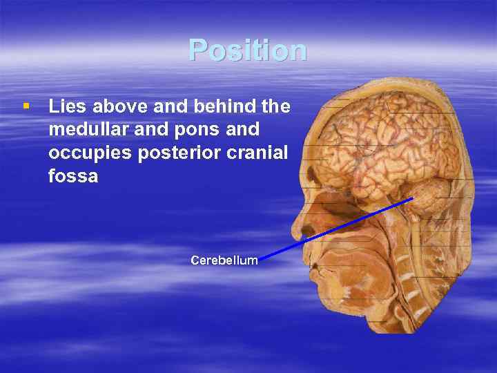 Position § Lies above and behind the medullar and pons and occupies posterior cranial