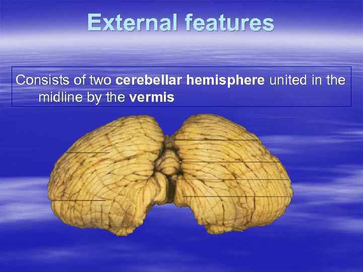 External features Consists of two cerebellar hemisphere united in the midline by the vermis