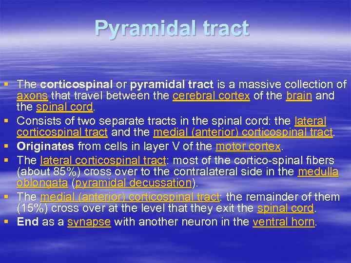 Pyramidal tract § The corticospinal or pyramidal tract is a massive collection of axons