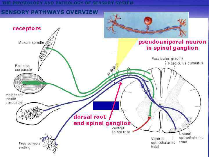 THE PHYSIOLOGY AND PATHOLOGY OF SENSORY SYSTEM SENSORY PATHWAYS OVERVIEW receptors pseudouniporal neuron in