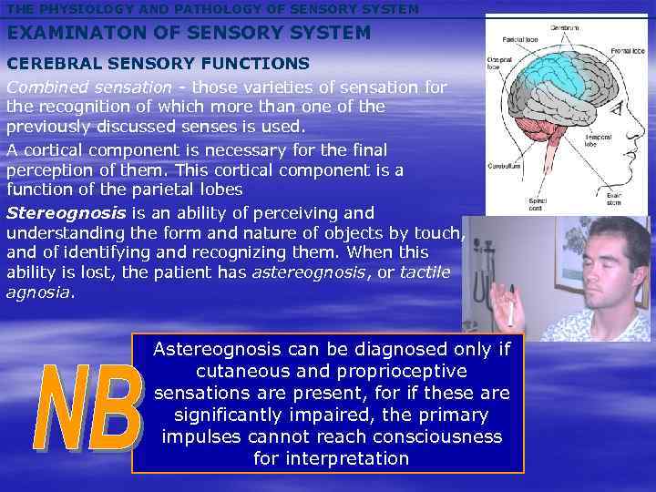 THE PHYSIOLOGY AND PATHOLOGY OF SENSORY SYSTEM EXAMINATON OF SENSORY SYSTEM CEREBRAL SENSORY FUNCTIONS