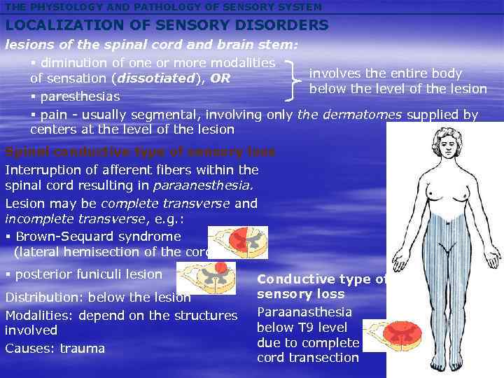 THE PHYSIOLOGY AND PATHOLOGY OF SENSORY SYSTEM LOCALIZATION OF SENSORY DISORDERS lesions of the