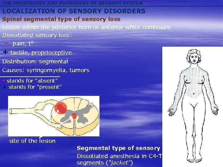 THE PHYSIOLOGY AND PATHOLOGY OF SENSORY SYSTEM LOCALIZATION OF SENSORY DISORDERS Spinal segmental type
