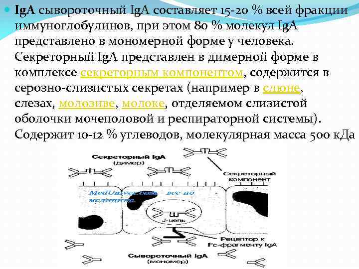  Ig. A сывороточный Ig. A составляет 15 -20 % всей фракции иммуноглобулинов, при