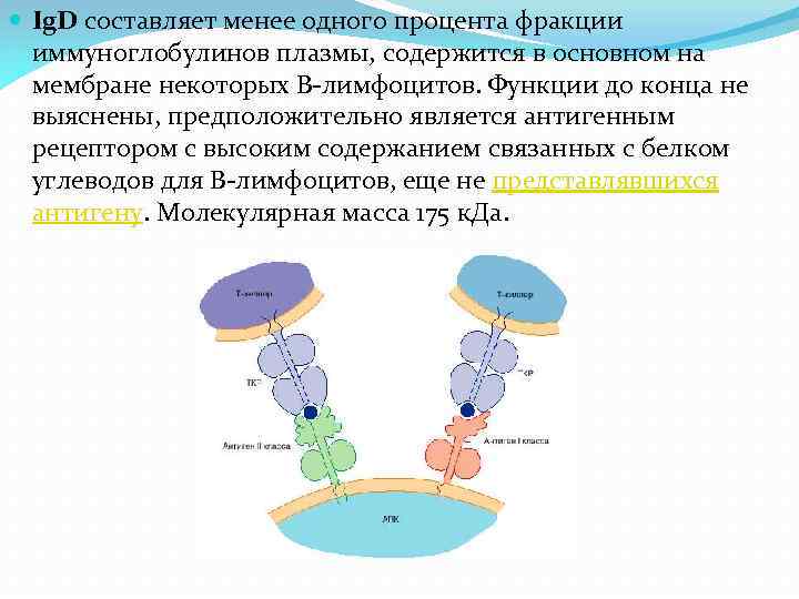  Ig. D составляет менее одного процента фракции иммуноглобулинов плазмы, содержится в основном на