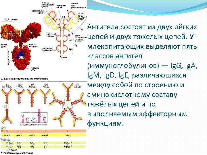 Антитела состоят из двух лёгких цепей и двух тяжелых цепей. У млекопитающих выделяют пять
