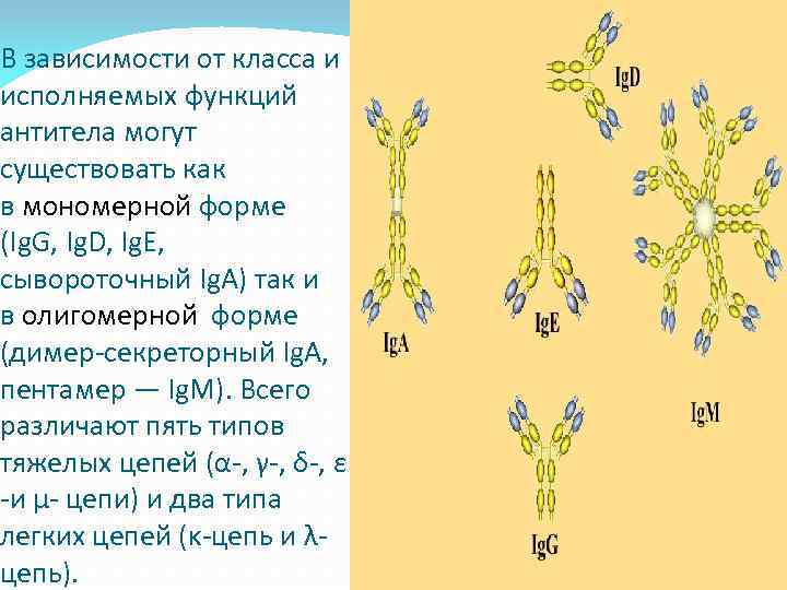 В зависимости от класса и исполняемых функций антитела могут существовать как в мономерной форме