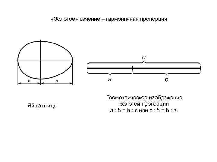 Геометрическое изображение золотой пропорции