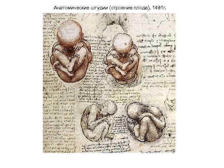 Анатомические штудии (строение плода), 1491 г. 