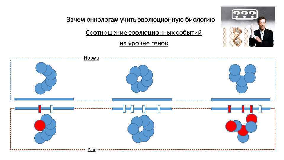 Зачем онкологам учить эволюционную биологию Соотношение эволюционных событий на уровне генов Норма Рак 