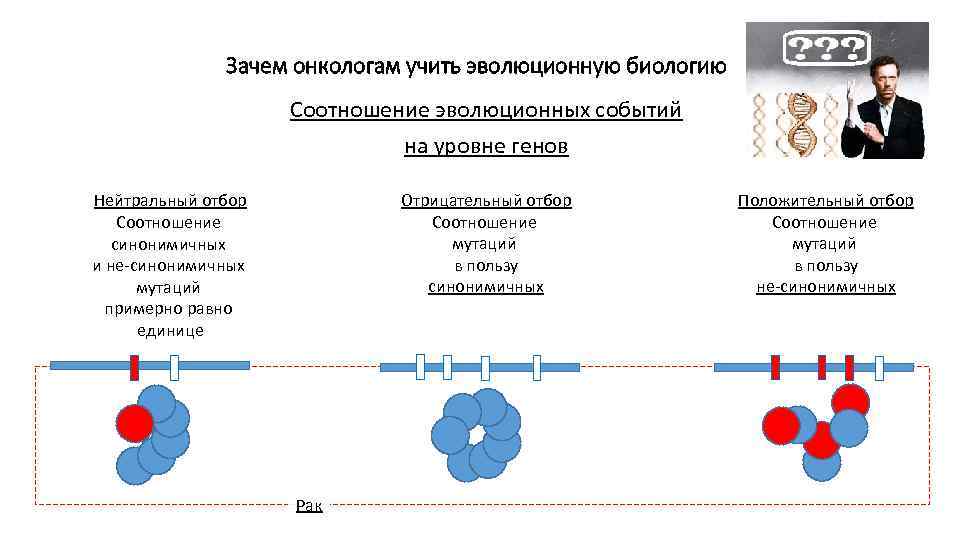 Зачем онкологам учить эволюционную биологию Соотношение эволюционных событий на уровне генов Отрицательный отбор Соотношение