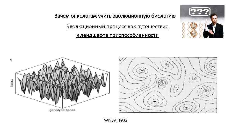 Зачем онкологам учить эволюционную биологию Эволюционный процесс как путешествие в ландшафте приспособленности Wright, 1932