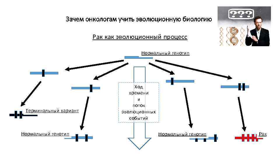 Зачем онкологам учить эволюционную биологию Рак как эволюционный процесс Нормальный генотип Терминальный вариант Нормальный