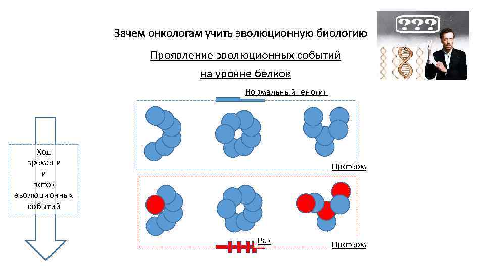 Зачем онкологам учить эволюционную биологию Проявление эволюционных событий на уровне белков Нормальный генотип Ход