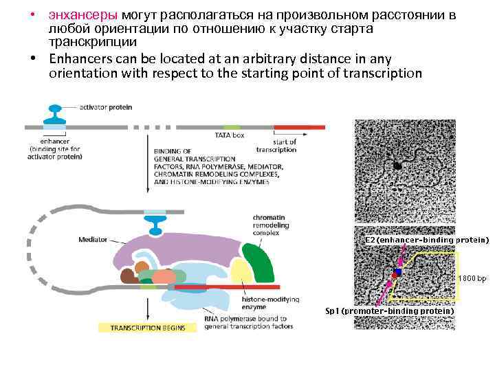  • энхансеры могут располагаться на произвольном расстоянии в любой ориентации по отношению к
