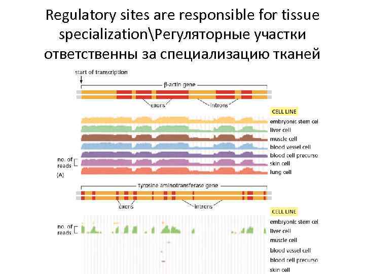 Regulatory sites are responsible for tissue specializationРегуляторные участки ответственны за специализацию тканей 